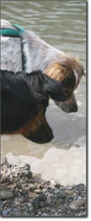 Hunde aus der Hundeschule Feel Your Dog
